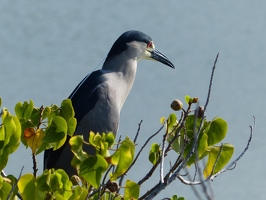 Black-crowned Night Heron